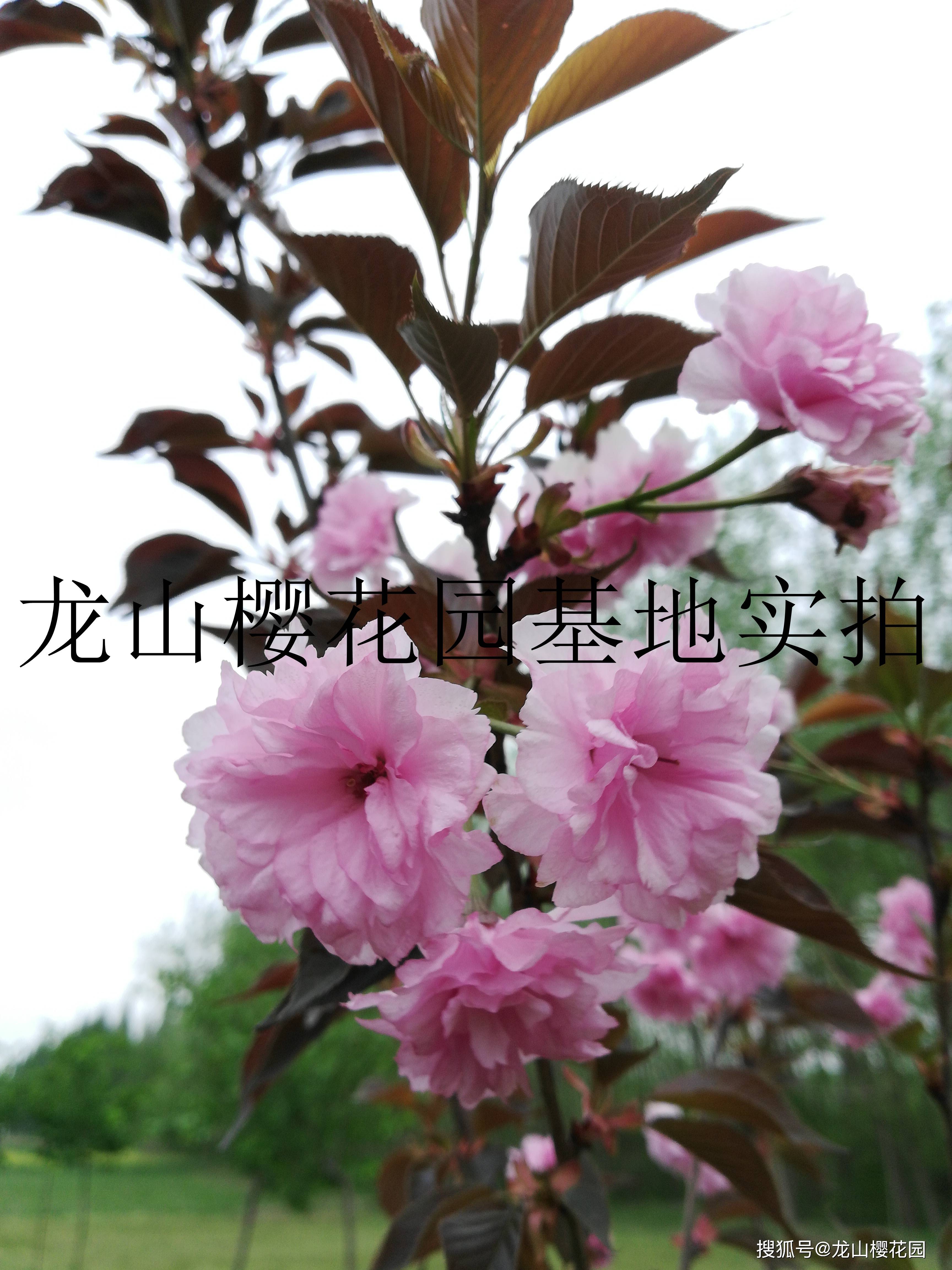 红叶樱花 加拿大红樱,紫叶樱花简介(龙山樱花园)