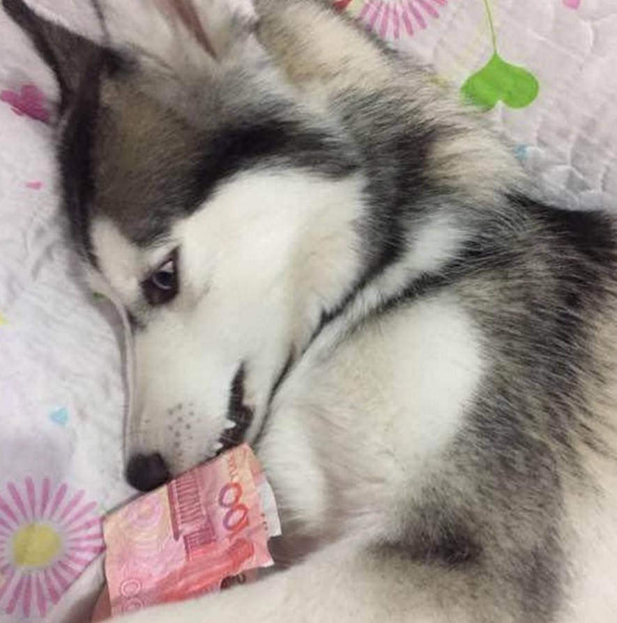 二哈叼著100塊錢給主人，以為是它撿的，細看後想殺了它的心都有了 萌趣萌寵 第2张