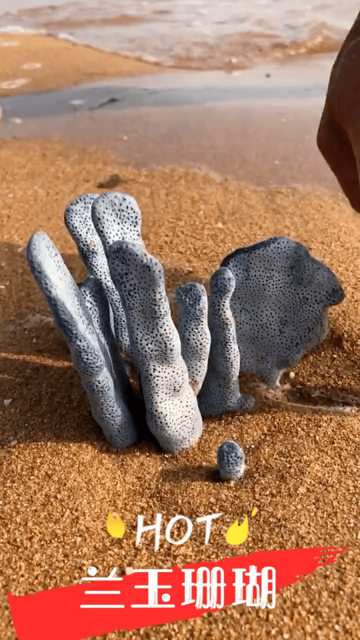 海边赶海退大潮沙滩上发现蓝玉珊瑚还有许多奇怪的海洋小生物