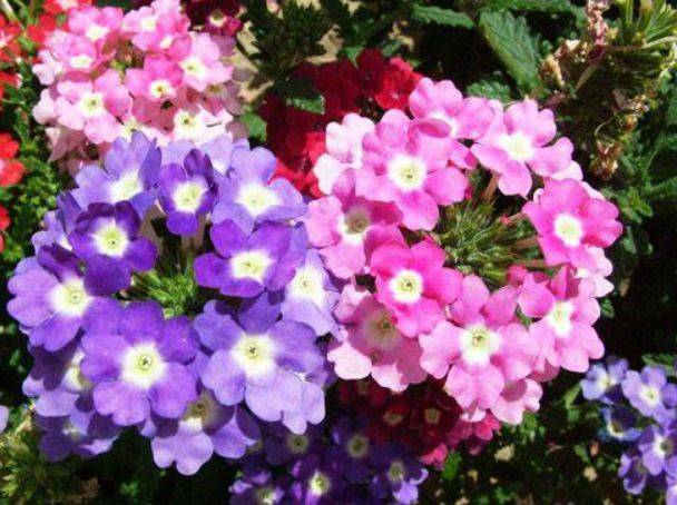 什么时候种花最好 c5cbc165d29f412897d248a2ddc75ef2.jpeg