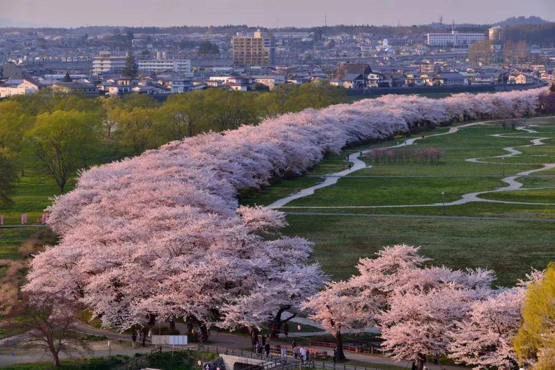 2021年日本櫻花前線預測,待疫情好轉,我們一起去賞櫻吧!