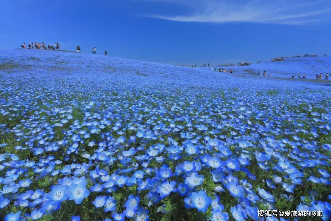 初夏至盛夏则盛开玫瑰和百日草,秋天则可以观赏地肤木和大波斯菊