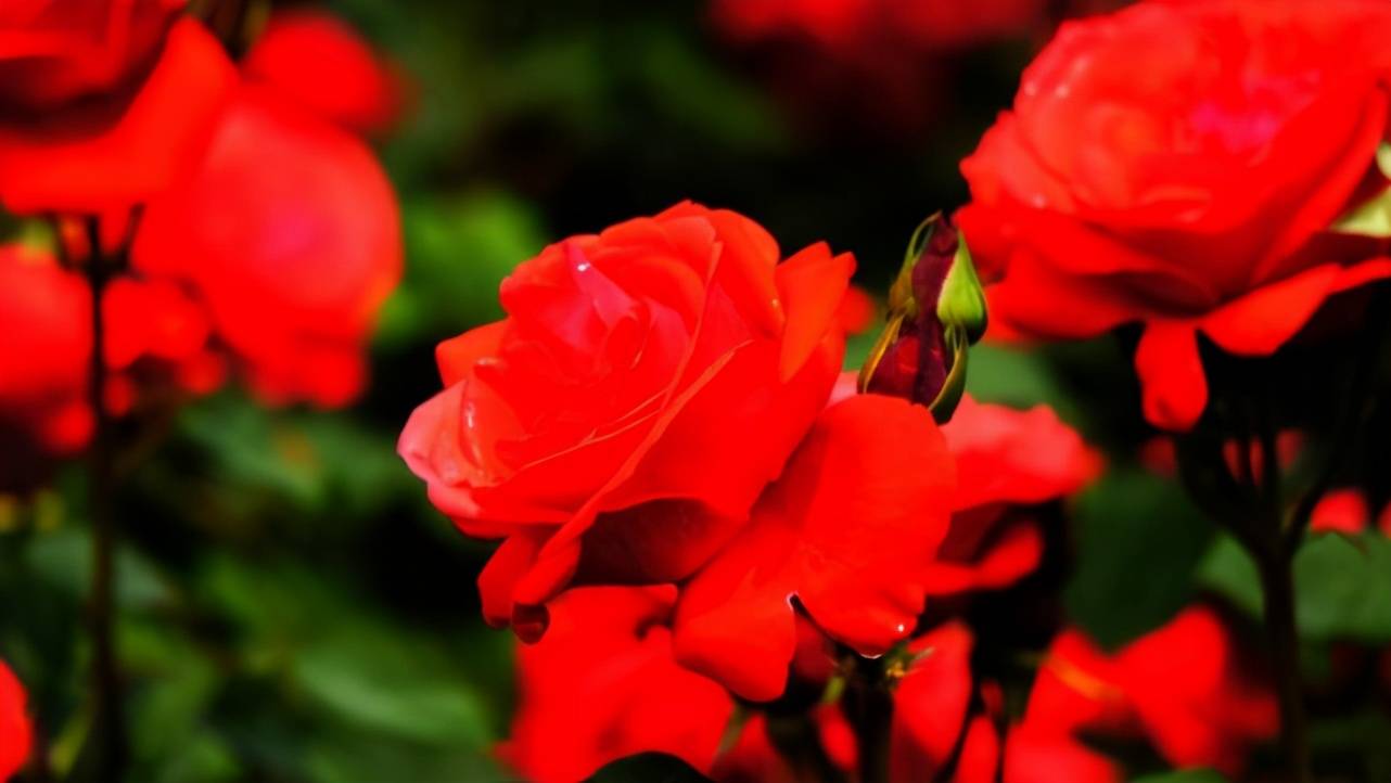 像巨蟹座这样感性的星座,往往对自己的感情也有