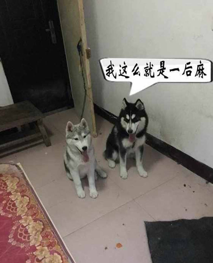 哈士奇闖禍被關，竟如此「控訴」不公待遇，主人看了忍俊不禁 萌趣萌寵 第3张