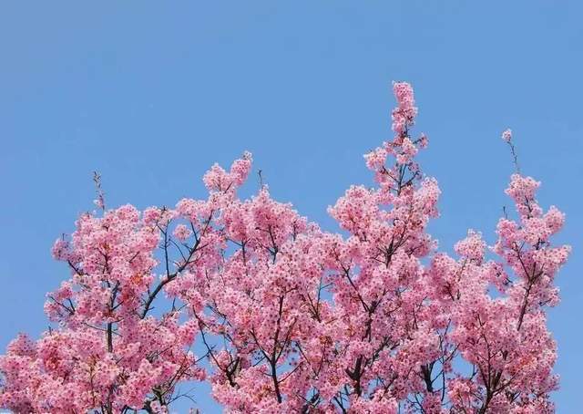 醉美杏福，浪漫樱花！欢迎春节来鄂州华容杏福农业踏青