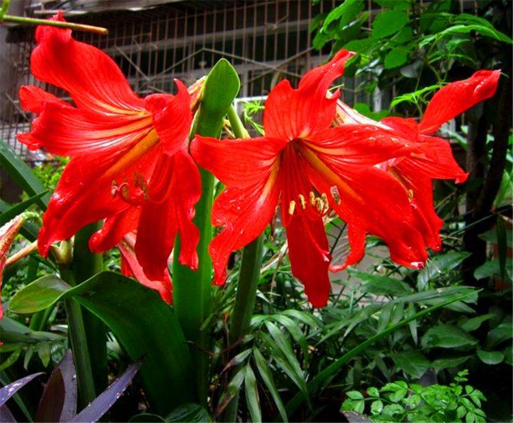 朱顶红开花少不开花 牢记3个促花妙招 1年开3次 1盆开10朵 种球