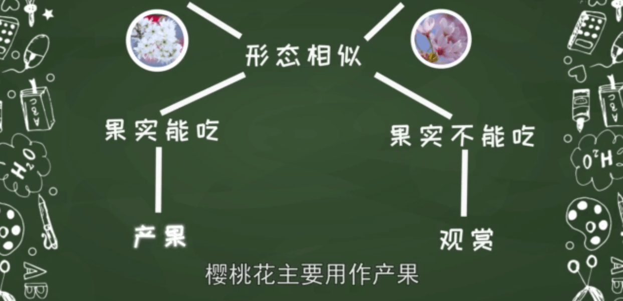 南京鸡鸣寺“消息树”开花，樱花、樱桃花傻傻分不清？科普来啦！