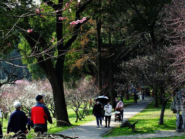 奔腾的梅花 看强武汉大学