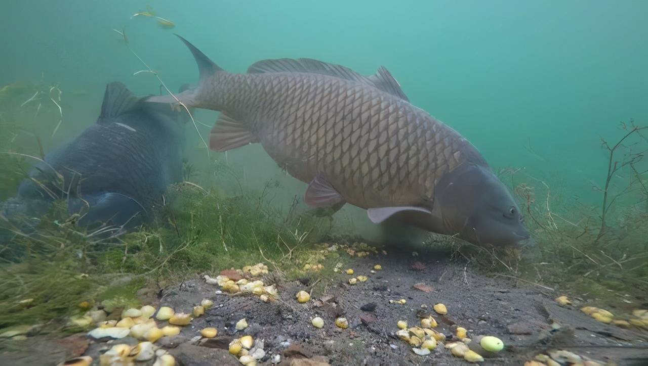 野河钓鲤鱼,能做到七钓七不钓,快速上鱼不是事