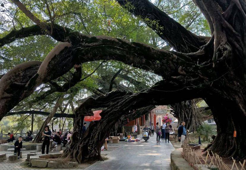 广西冷门古镇，拥有千年古榕树，被守候的时光