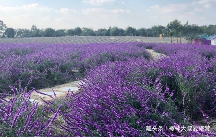 上海有个风景迷人，空气清新之地，犹如童话世界，浪漫温馨！