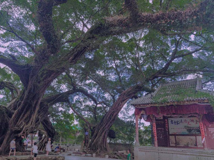广西冷门古镇，拥有千年古榕树，被守候的时光