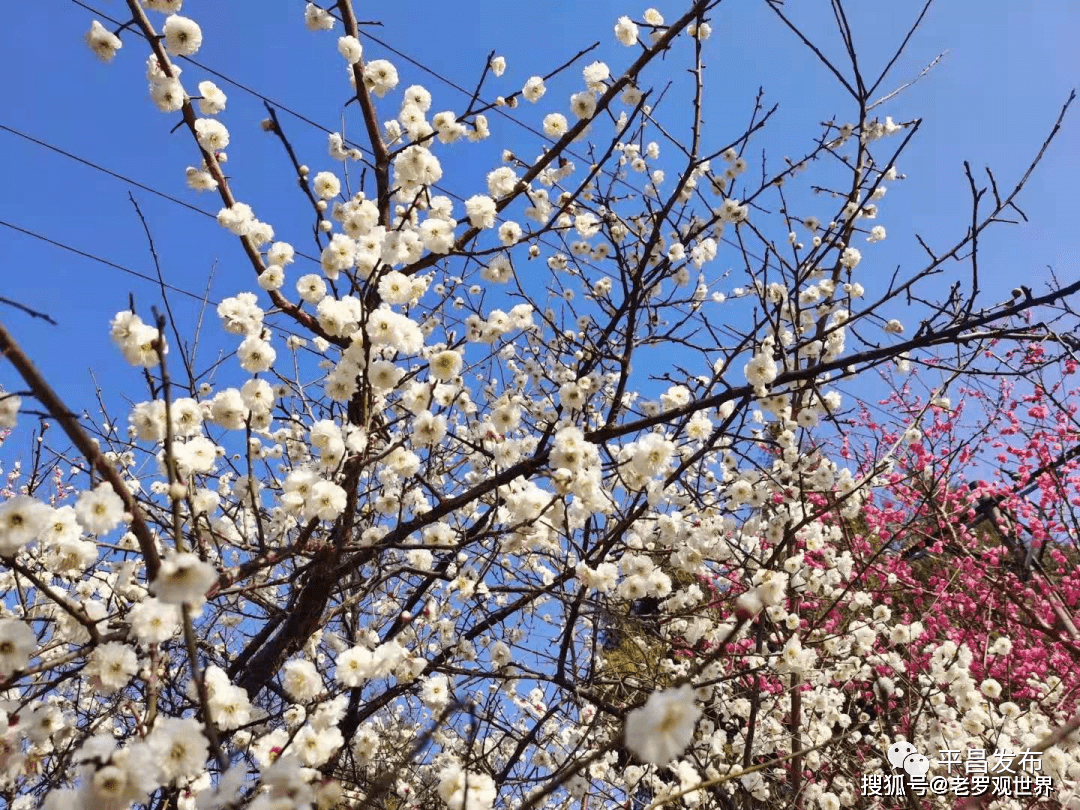 巴中花从人口_巴中南江山上的花图片