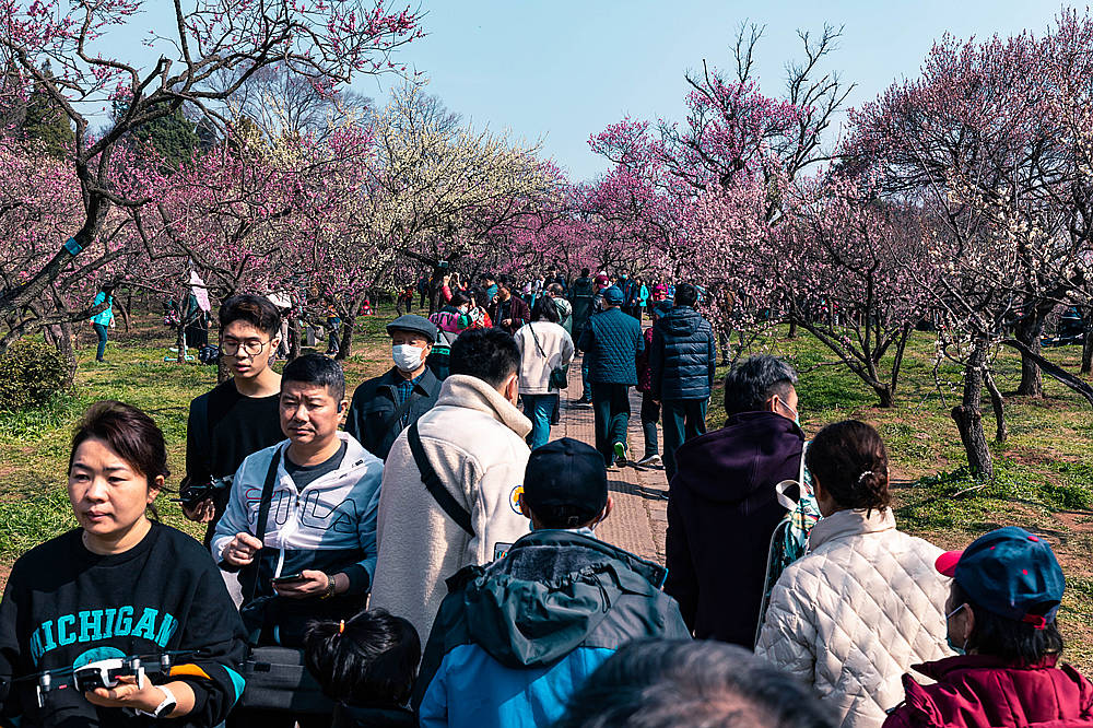 南京梅花山此刻画面火爆赏花正当时，游客跟梅花争艳夺芳场面壮观