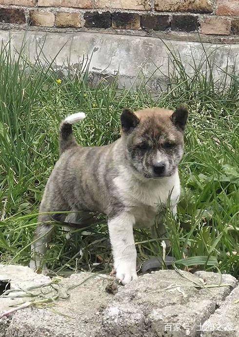 原創農村裡正宗的土狗基因不輸柴犬獵犬中的佼佼者