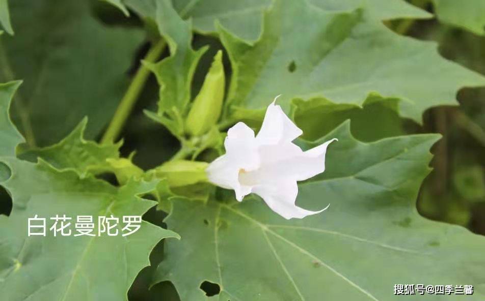 河南一家三口大年初一将曼陀罗当秋葵涮火锅后全进了医院