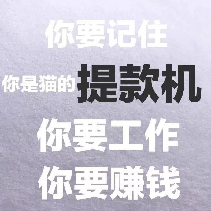 猫咪表情包干啥啥不行睡觉第一名