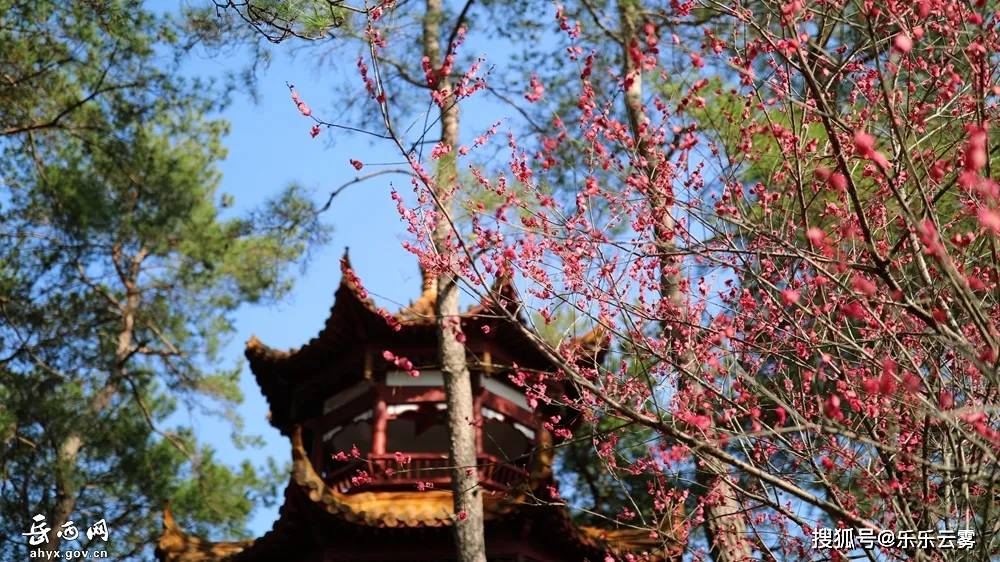 春暖花开，暗香浮动！岳西这里的梅花开了，美成这样！