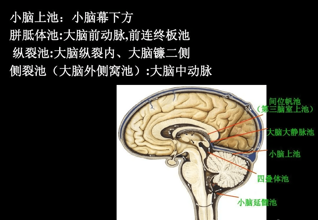 = 側腦室 第三腦室 第四腦室 (第五腦室 第六腦室) 中腦水管解剖教研