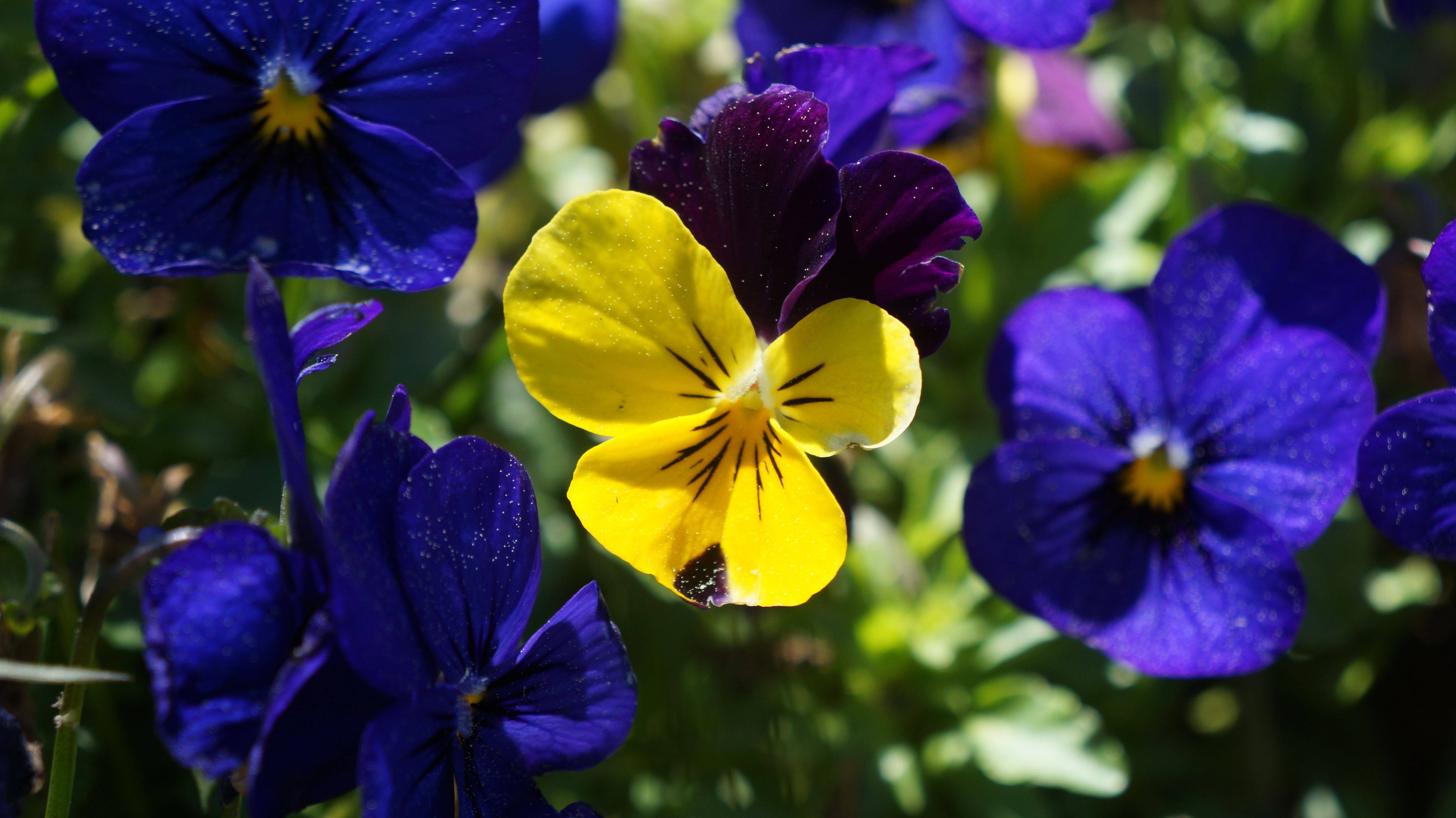 2月日星座运势 双子拼尽全力 天秤实现目标 射手扬长避短 工作