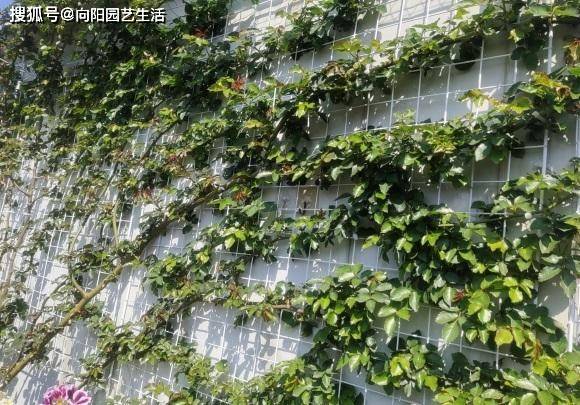 ff5d22ec541c47579a6e0a2f302ba135.jpeg