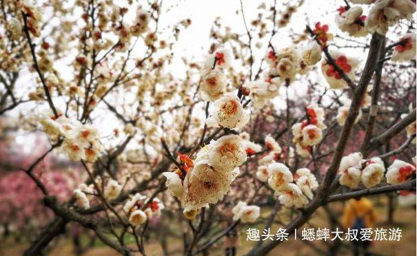 南京梅妆山水，花香金陵的景点，姹紫嫣红，美不胜收，游客如织！