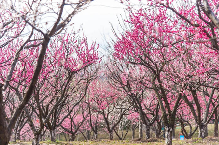 7天揽客超36万 苏州太湖国家旅游度假区喜迎牛年“开门红”