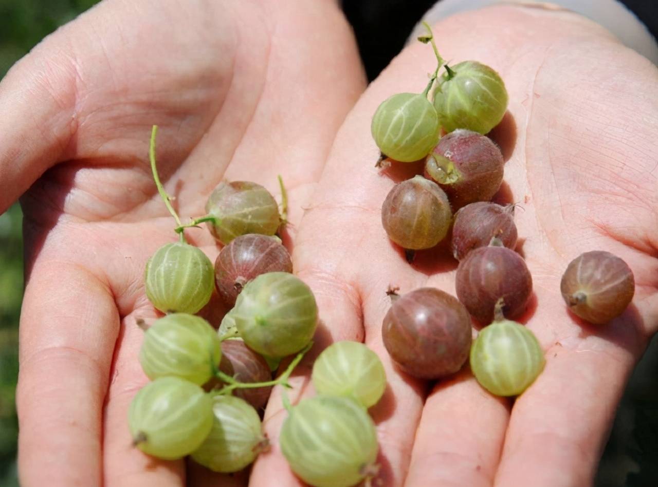 这玩意很珍贵,却因果实太小遭人嫌弃,在山里看到有,可千万重视_野果子