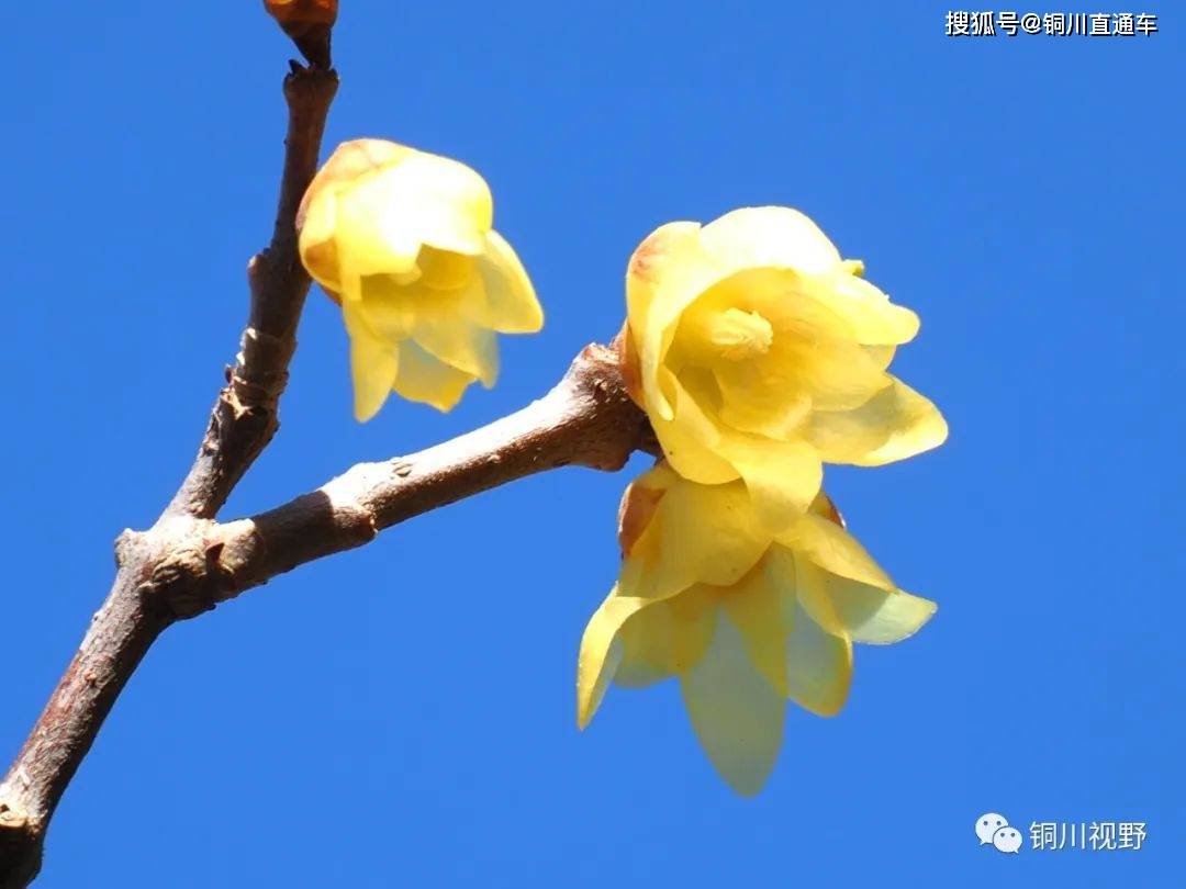 春满人间，铜川摄影师黄风升拍摄于铜川王家河湿地公园