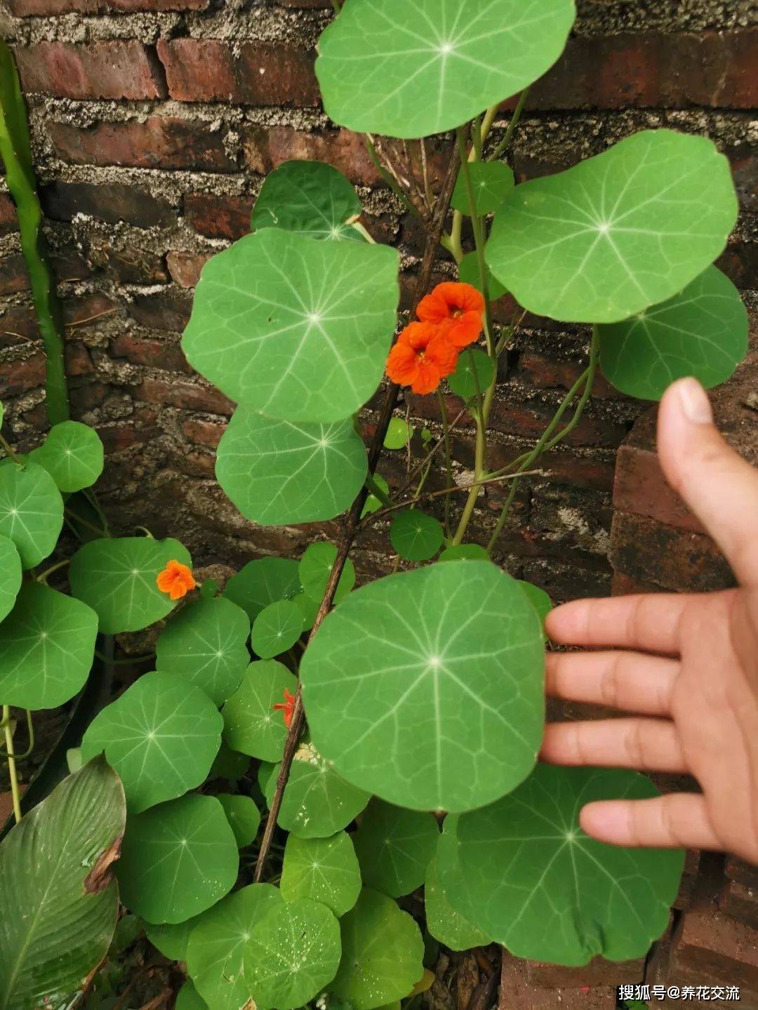 用种子培育旱金莲 上手简单的观叶观花植物 缺点就是难度夏 幼苗