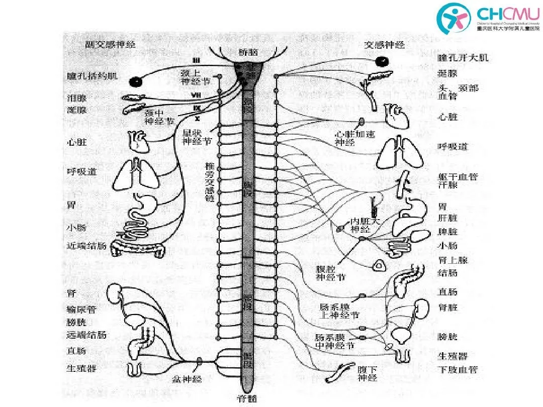 周围神经系统自主神经系统概述