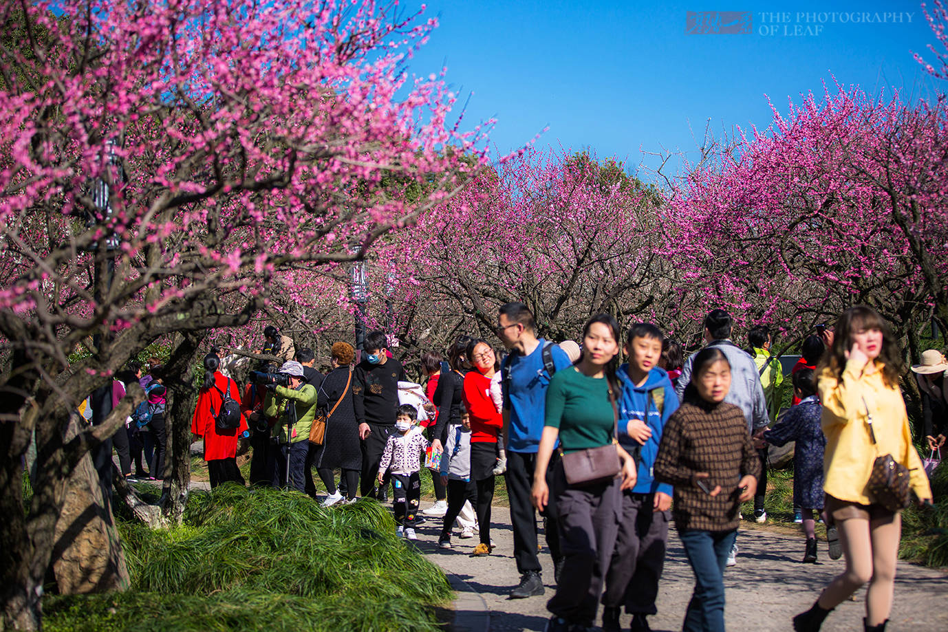 江南三大探梅胜地之一，两棵古梅开花惊艳杭州城，游客蜂拥而至
