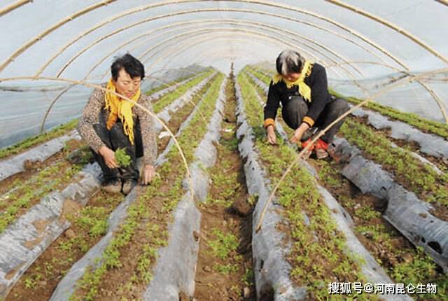 胡萝卜施肥怎么施?胡萝卜打什么叶面肥长得快?