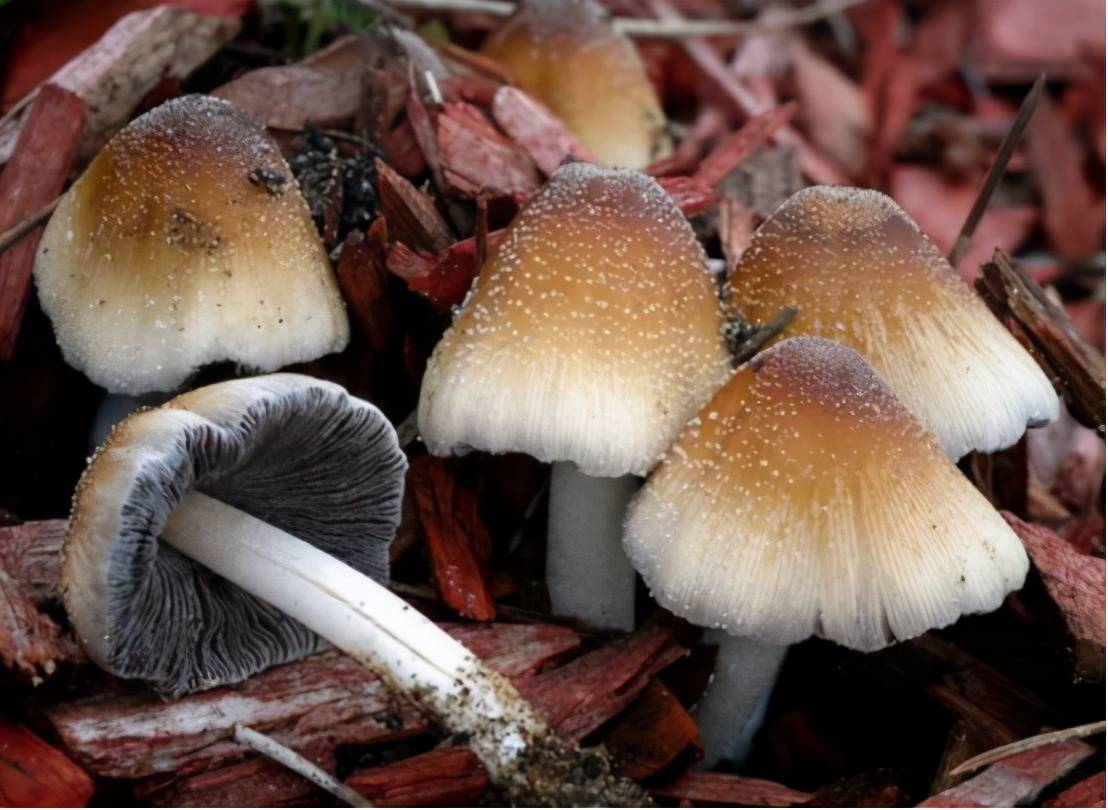 狗尿苔蘑菇图片