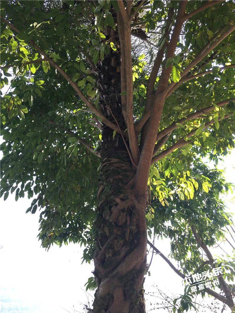 稀奇树上长树忠县这棵大树成仙了