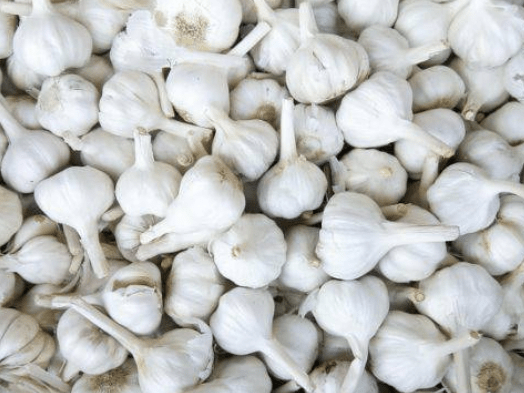 蒜什么时间浇 3a5b43a3729f418eb55c5e074ef97e77.png