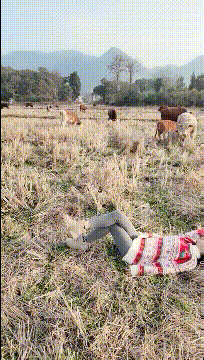 图片[1]-GIF搞笑段子：妹子，你喜欢这样的生活，想问一下你这么多头牛你数的过来吗？-妖次元