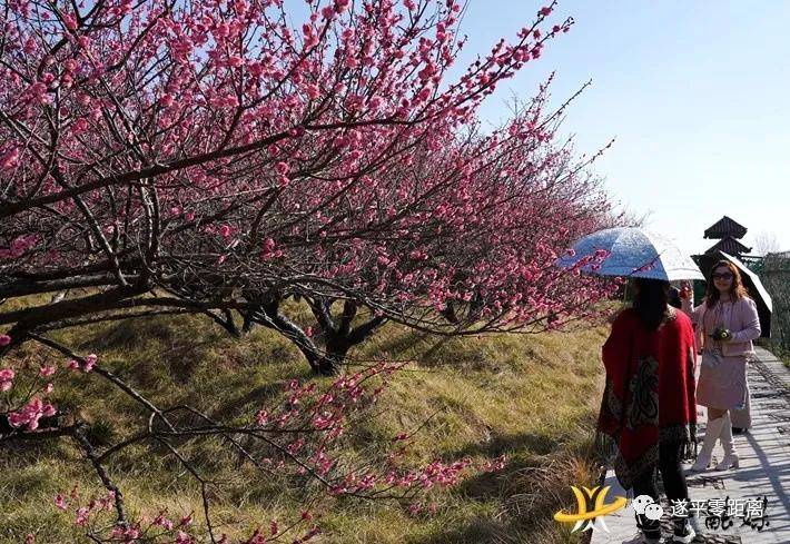 行摄遂平 梅花怒放迎春来 游客