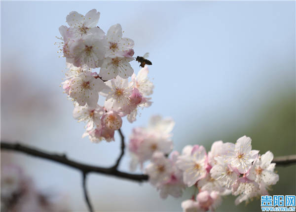 图集丨贵阳观山湖公园：蜜蜂忙采蜜 市民踏青赏花正当时