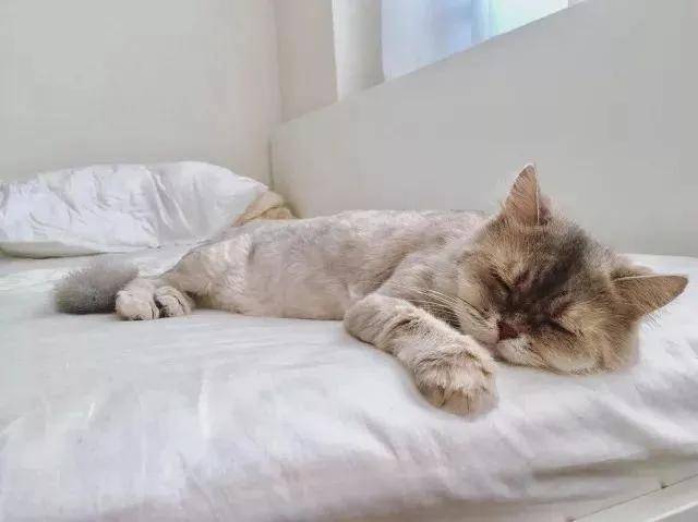 怎么样才能减少饥饿素 e79617b64fec4e9eb4fd461ff2082fcf.jpeg