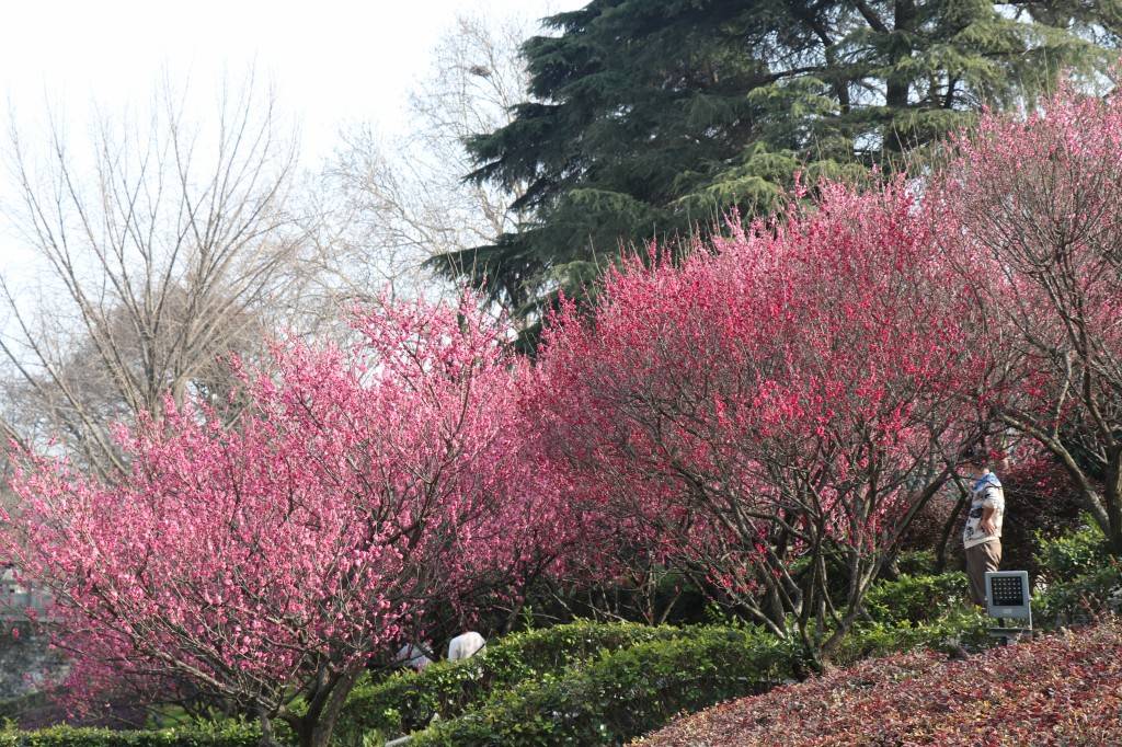 南京本土梅花就是南京红如今在玄武湖遍植