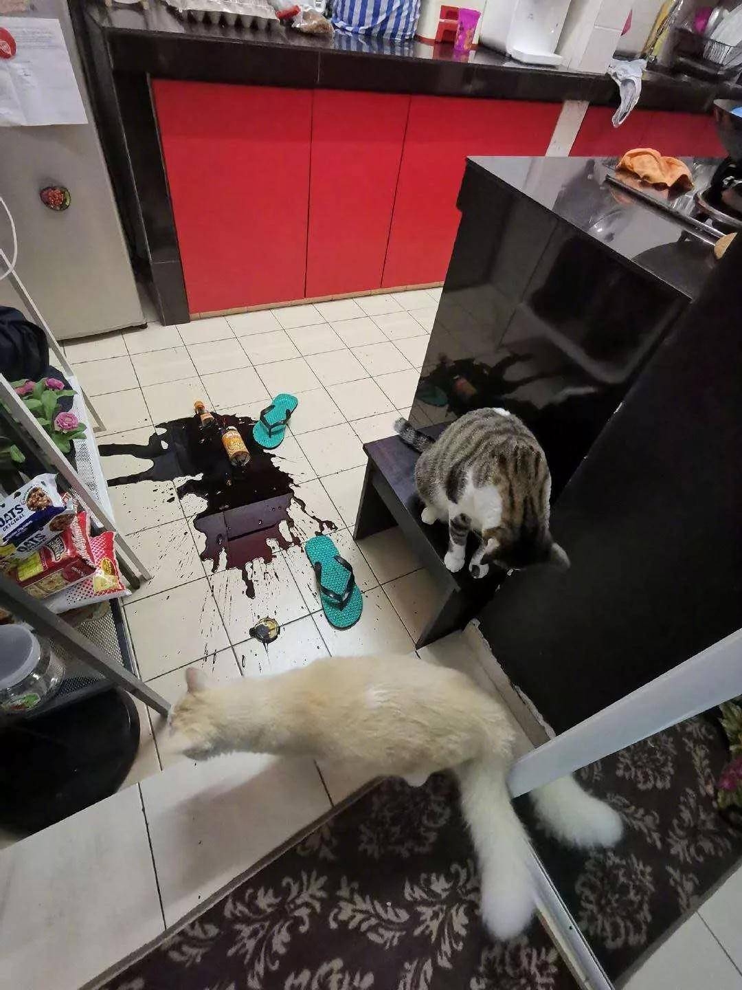 新买的酱油瓶被害坠亡，猫：我有不在场证猫！u200b_厨房