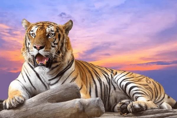 虎虎虎虎 12月13号记得留意 这个人 他是你未来五年的贵人 属相