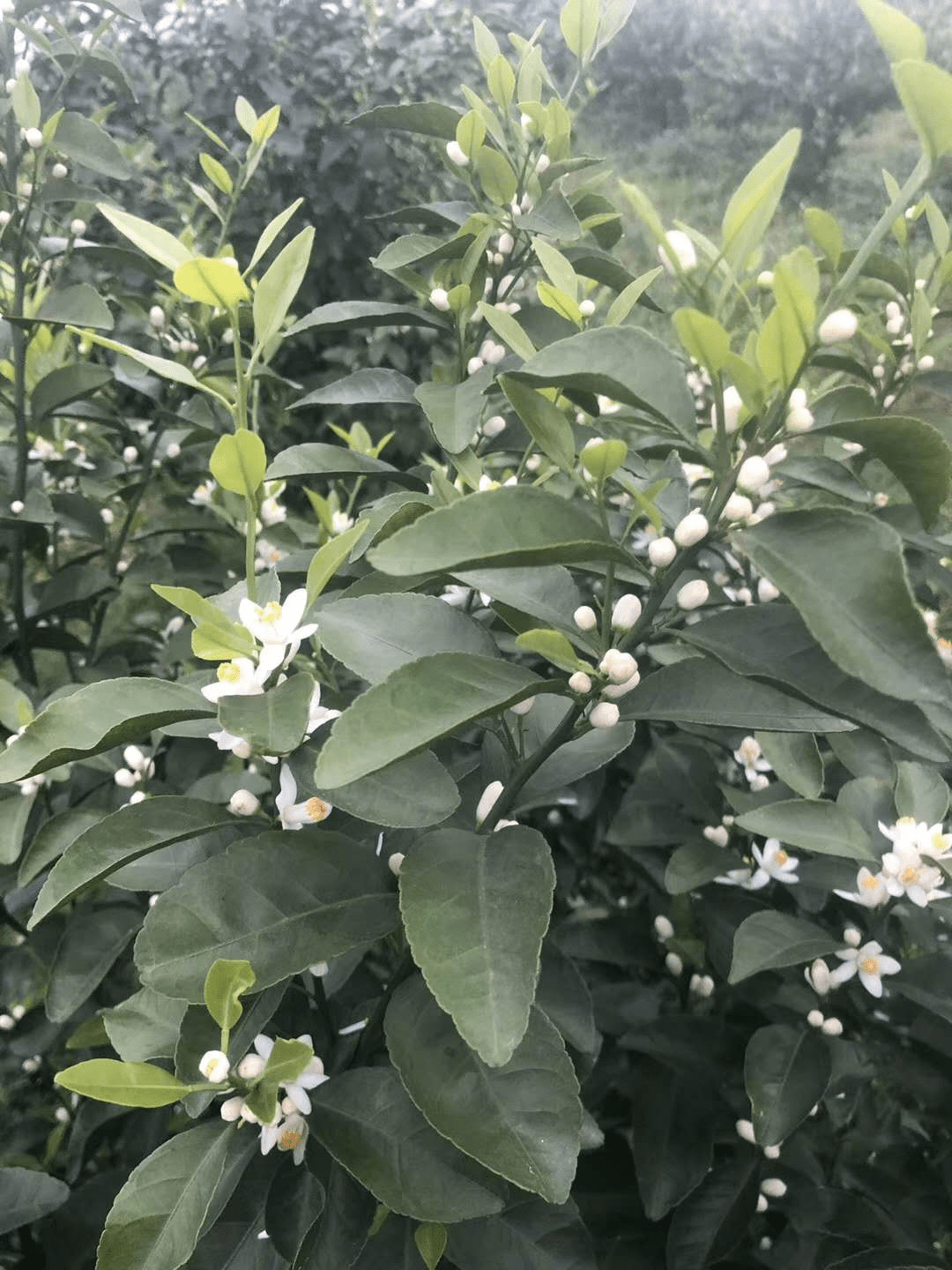 柑橘保花保果的措施-爱华植保柑橘花期的管理