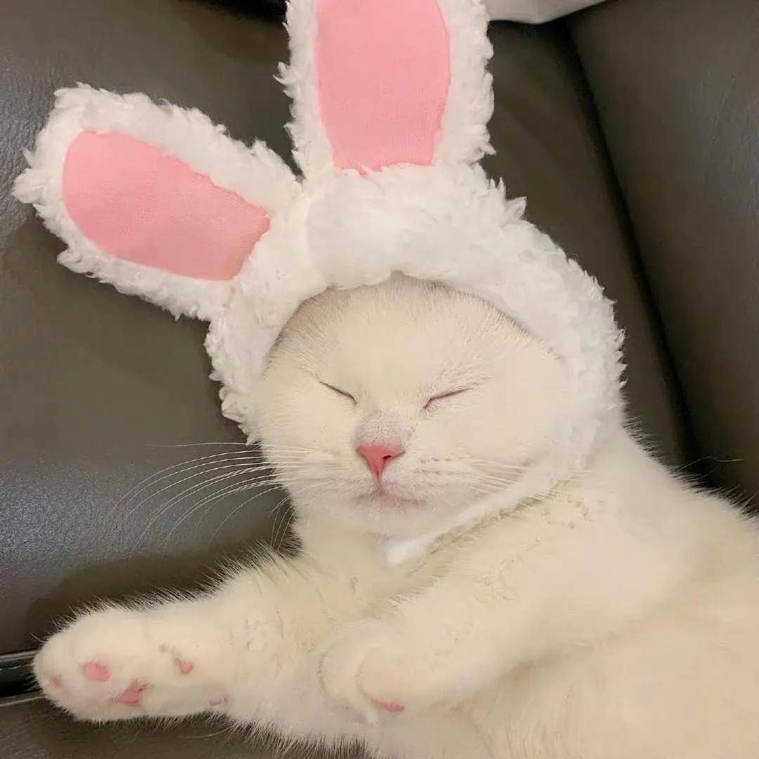 宠物头像||你一辈子可能遇到过很多个它,但它的一辈子却只有你