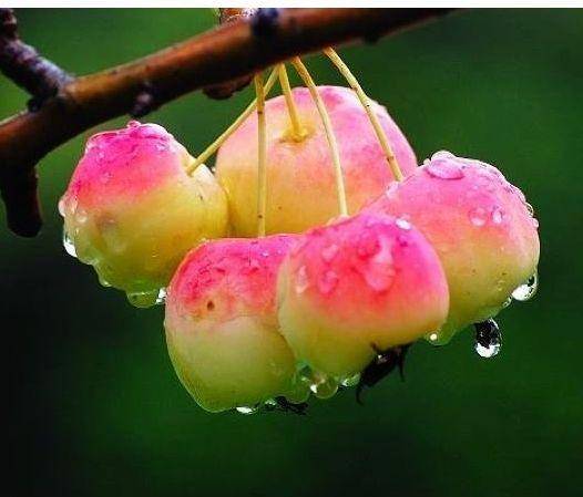 中年人养生要会吃,常吃以下食物,美白嫩肤,润肠通便,增强体质_菊花