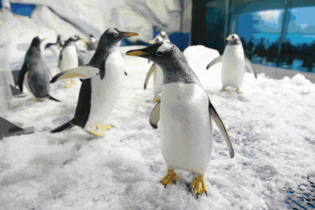 春节和朋友去怀化欧兴海洋馆看企鹅和金刚鹦鹉表演！