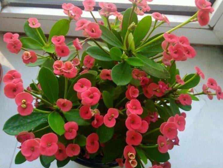 居家就养此款花卉 不闻不问 花开爆盆美如花 好养又漂亮 秋丽