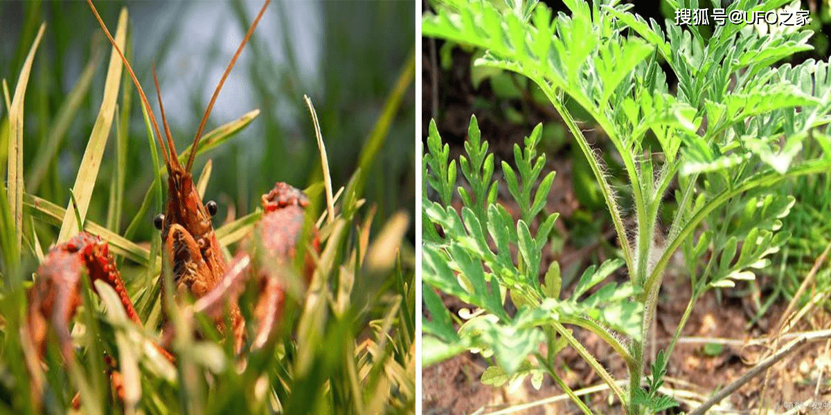 什么叫做变异草 761bc1c9bdad4525a0857f51e7e23e47.png