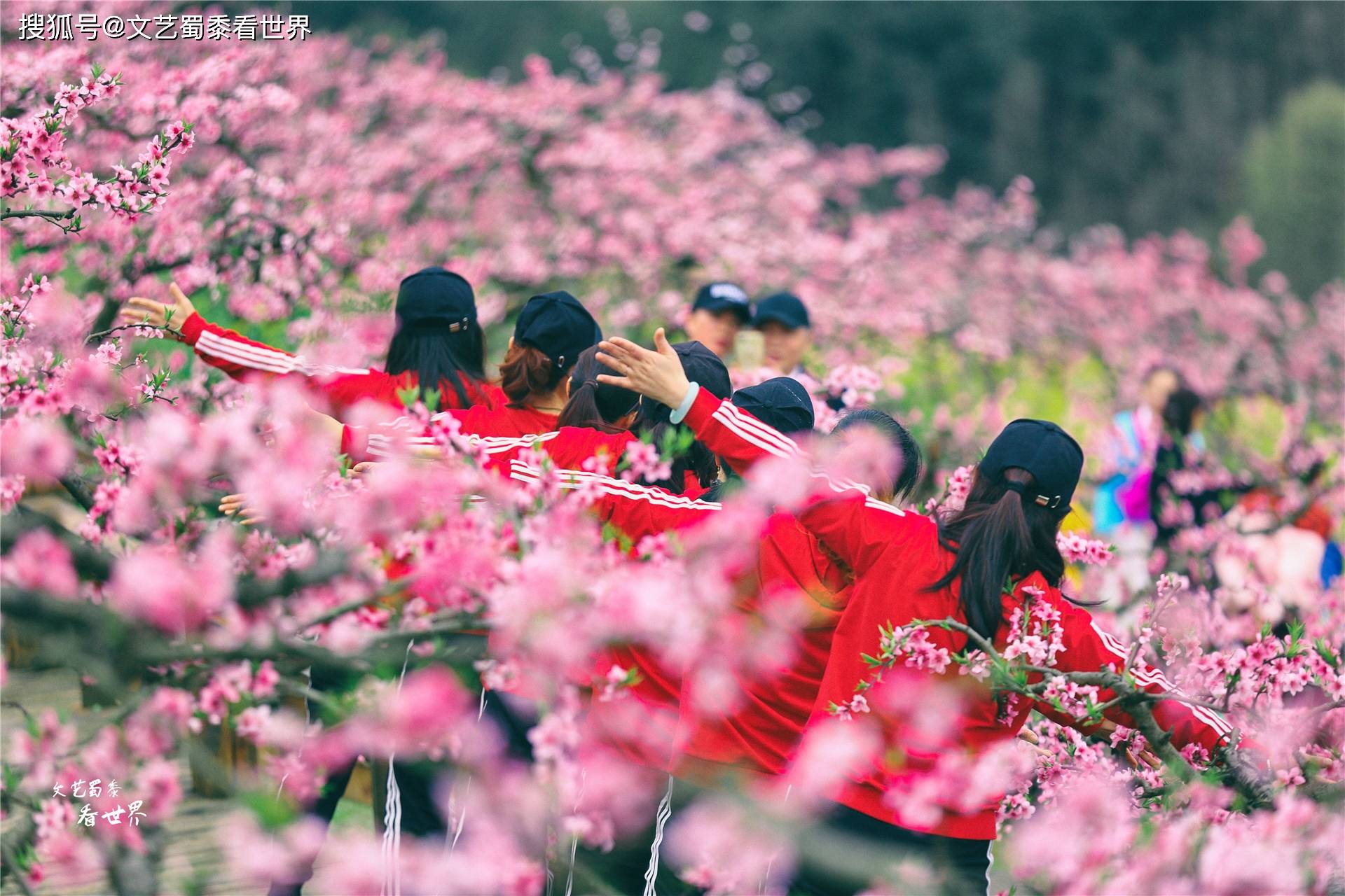 又到了贵州赏花季，推荐一个漫山遍野的花海，人少景美还免费